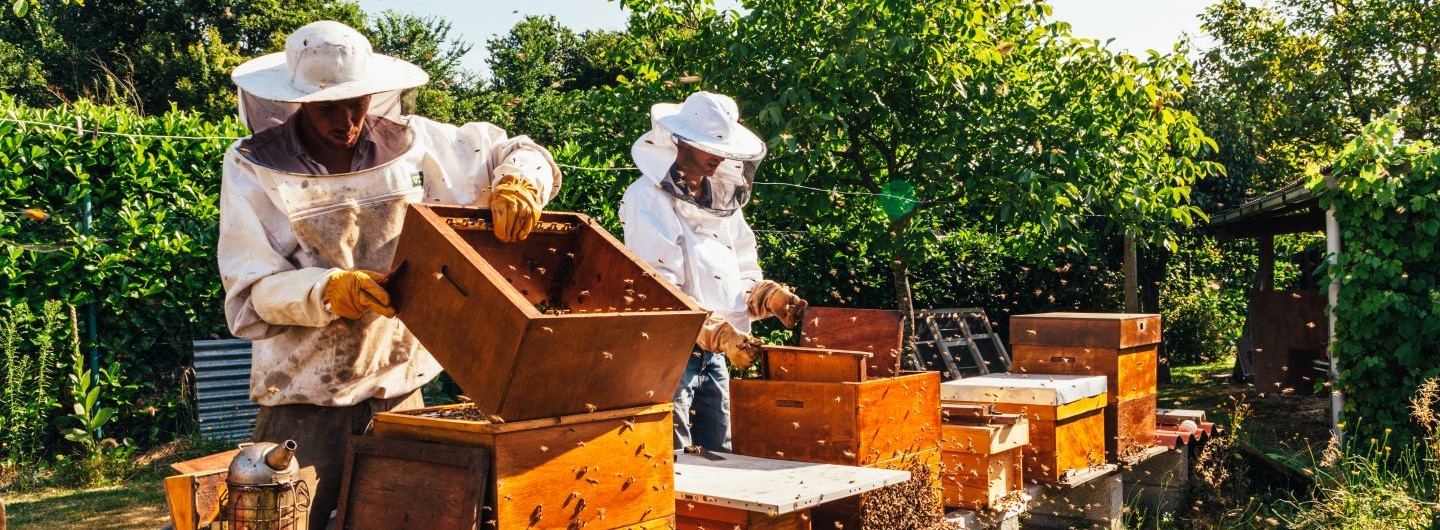 Imker Weiterbildung: Zwei Imker arbeiten an ihren Bienenstöcken in der Sonne